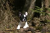 BOULEDOGUE FRANCAIS 1126